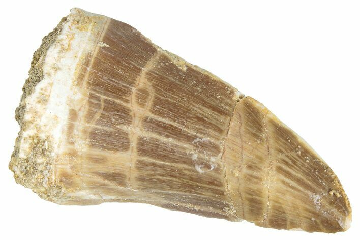 Fossil Mosasaur (Mosasaurus) Tooth - Morocco #286323